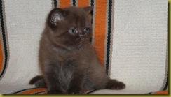 Котёнок британской кошки питомника Grand Liberty