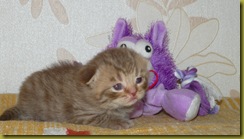 Котёнок британской кошки питомника Grand Liberty