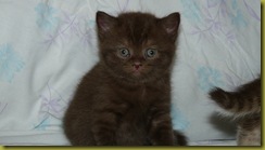 Котёнок британской кошки питомника Grand Liberty