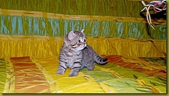 Котёнок британской кошки питомника Grand Liberty