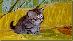 Котёнок британской кошки питомника Grand Liberty
