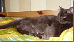 Котёнок британской кошки питомника Grand Liberty