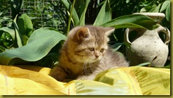 Котёнок британской кошки питомника Grand Liberty