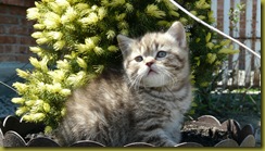Котёнок британской кошки питомника Grand Liberty