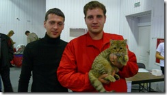 Котёнок британской кошки питомника Grand Liberty