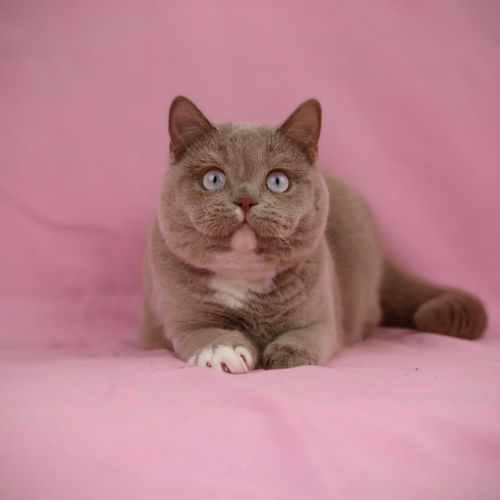 Mimi Grand Liberty BSH c0961