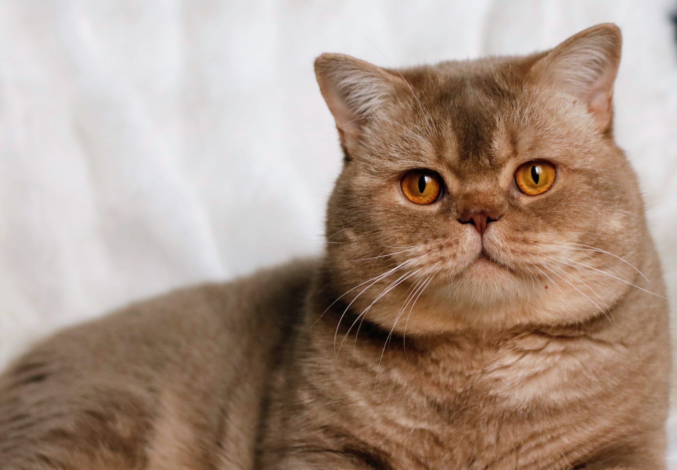 Gelbert Grand Liberty